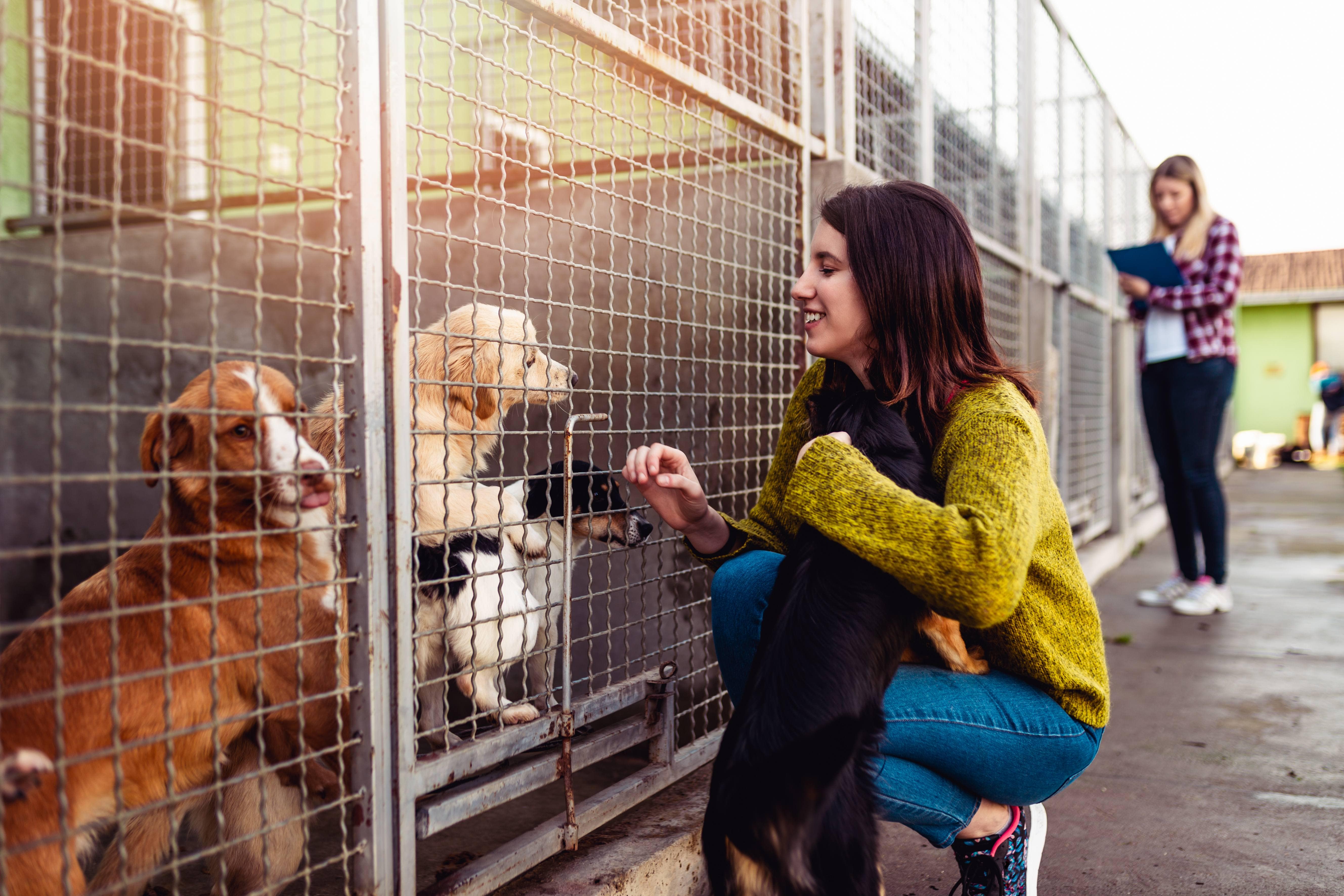 How to Begin a Career in Animal Care