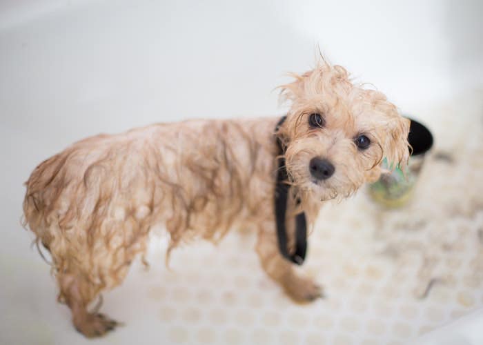 How To Become A Dog Groomer