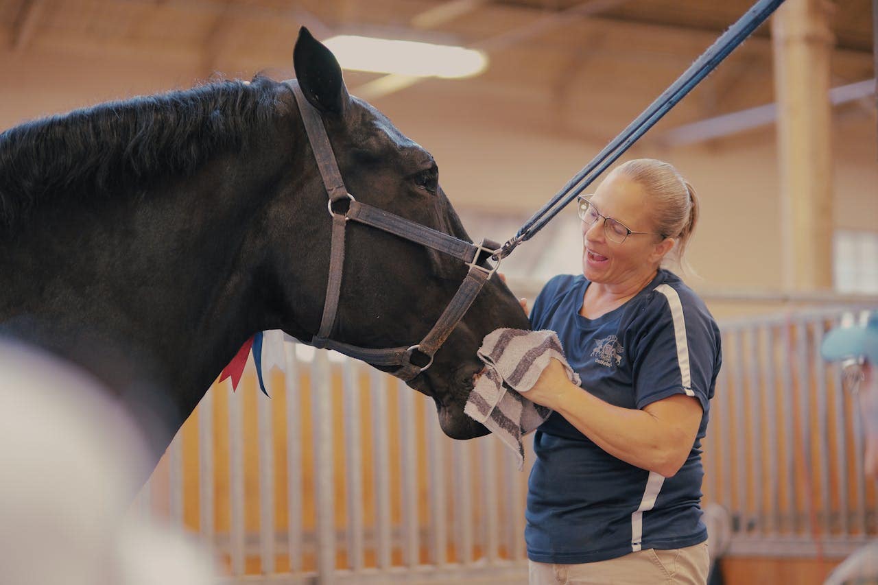 How to Become a Horse Trainer