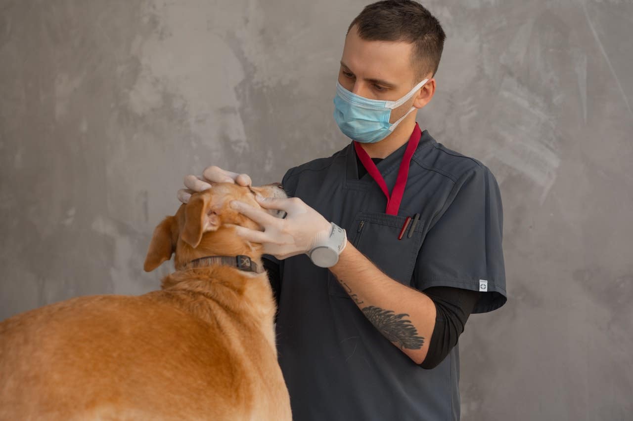 How To Become a Vet Assistant